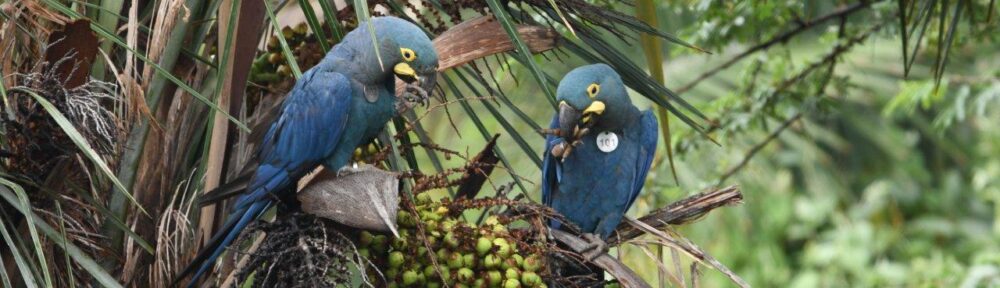 Loro Parque Fundación führt weitere Exemplare des Lear-Aras in ihren natürlichen Lebensraum in Brasilien zurück