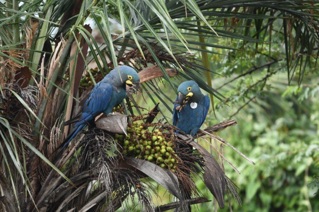 Loro Parque Fundación führt weitere Exemplare des Lear-Aras in ihren natürlichen Lebensraum in Brasilien zurück